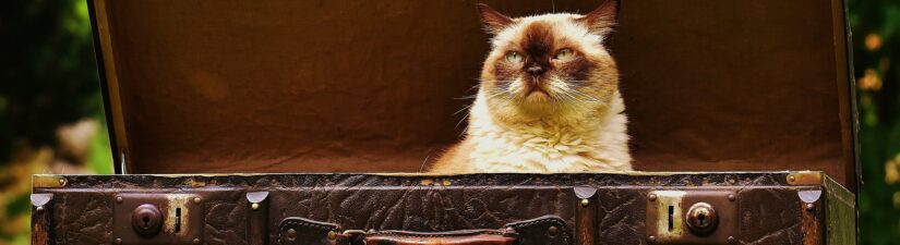 Cypress.IO Data List Processing — Testing A WordPress Plugin