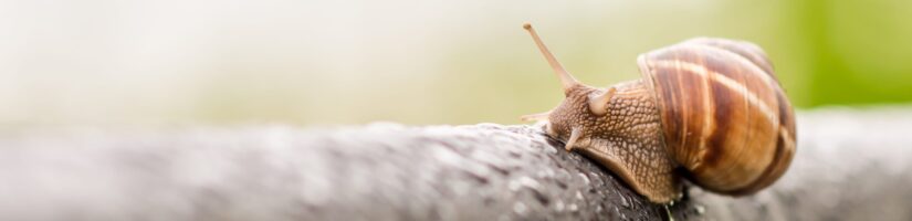 Why WordPress REST Performance Sucks