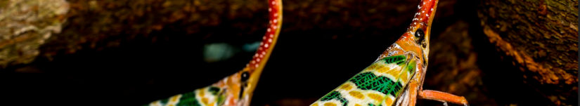 Ubuntu Trusty: PHP 7.2 MIA